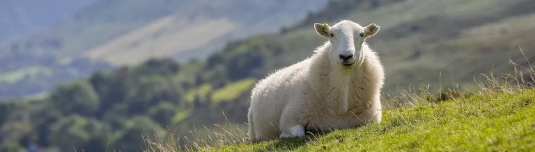 Schaf, das auf einer Wiese liegt und sich ausruht