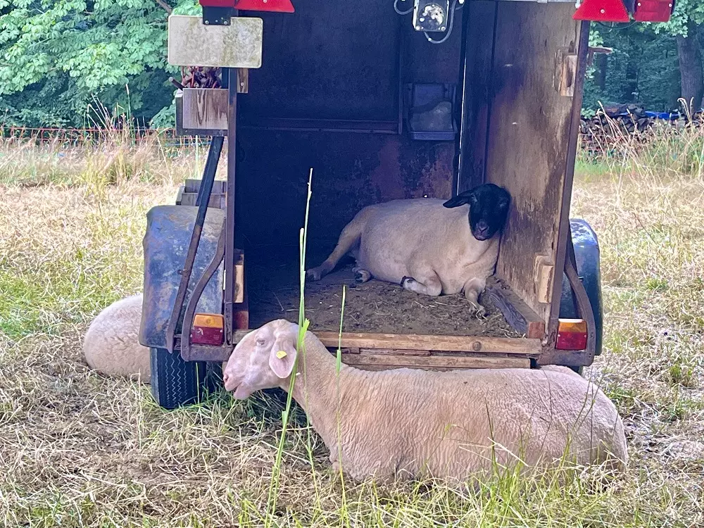 Schafe auf einer Weide, die ruhen