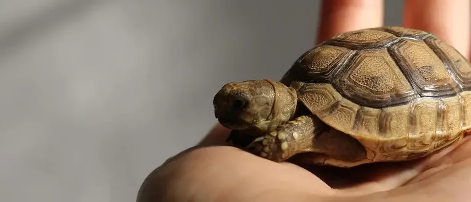 Schildkröte auf der Hand