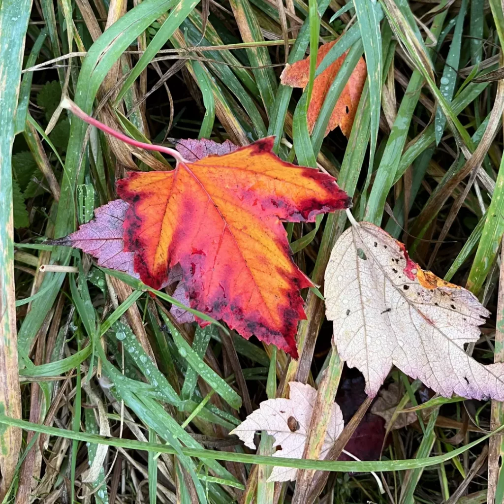 Feuerahornblatt im Herbst