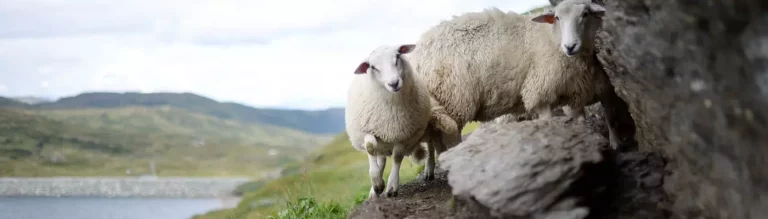 Schafe an einem Felsen im Freien