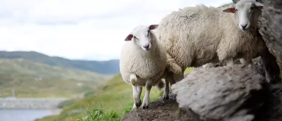 Schafe an einem Felsen im Freien