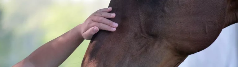 eine Hand, die einen Pferdekopf streichelt