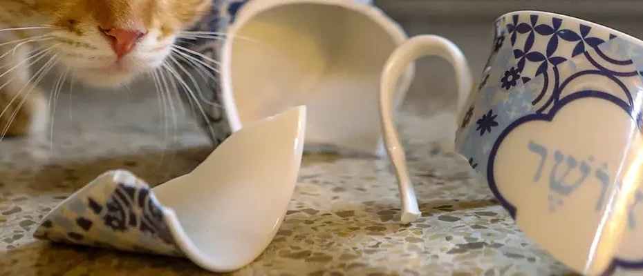 Katze schuldbewusst vor zerbrochenem Geschirr, Das wollte ich nicht