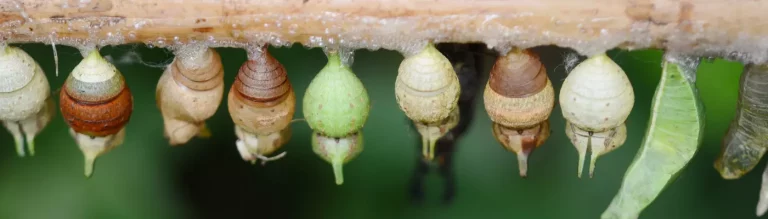 Kokons an einem Zweig hängend