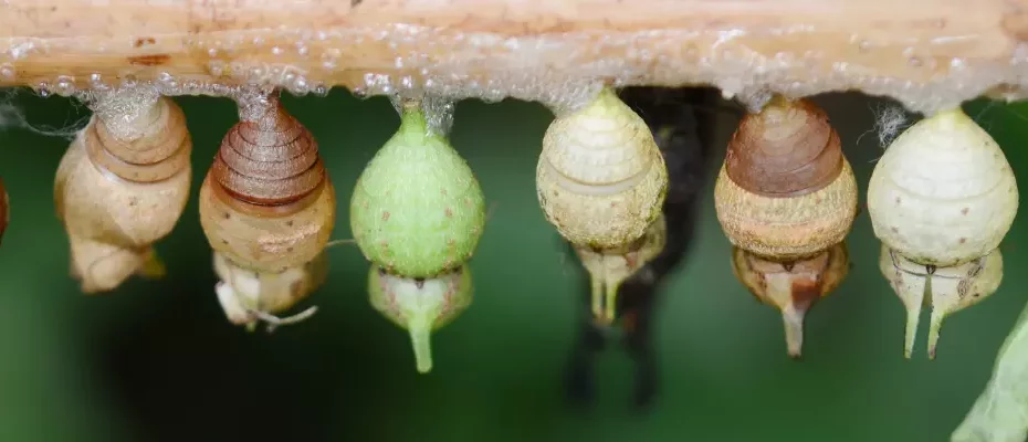 Kokons an einem Zweig hängend