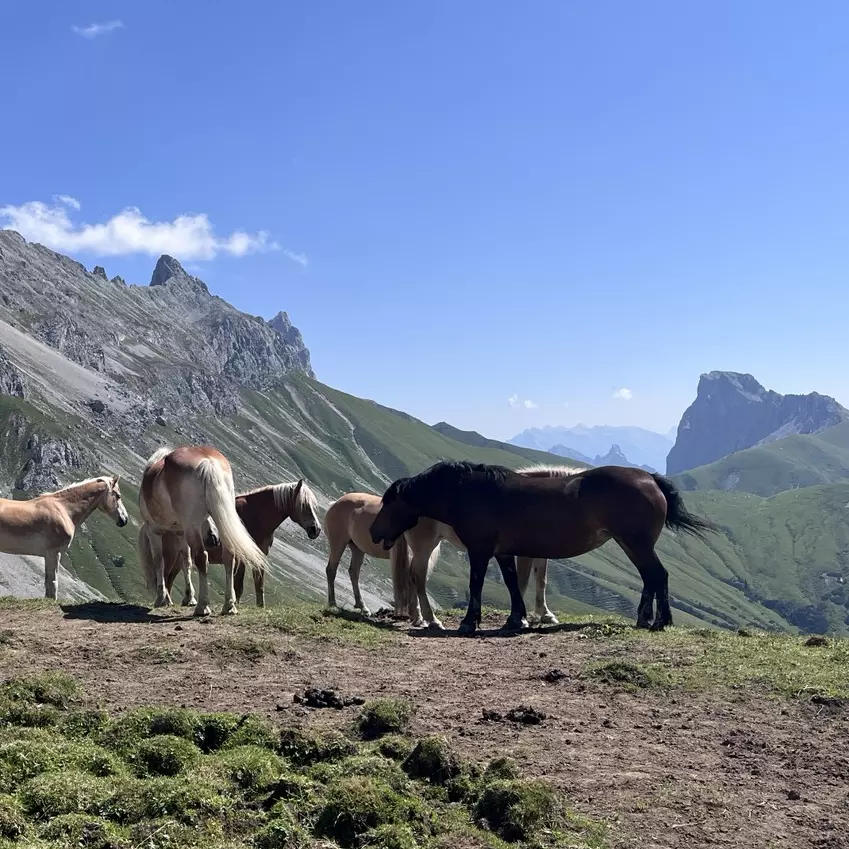 Wildpferde in den Alpen unter blauem Himmel